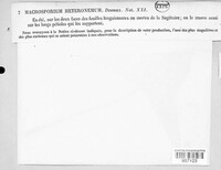 Macrosporium heteronemum image